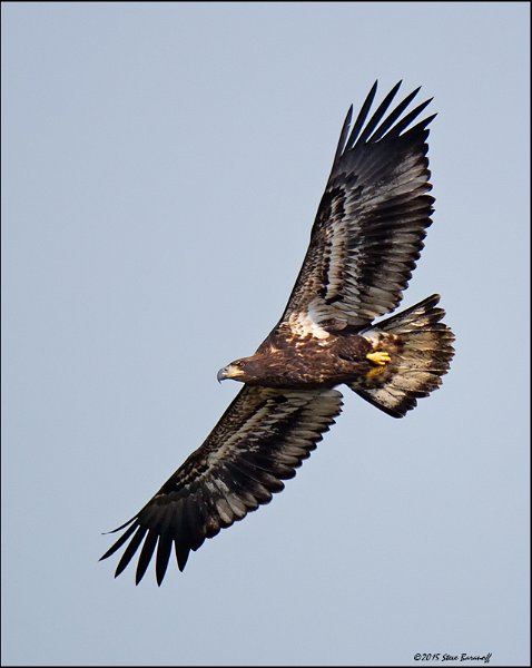 _5SB4417 2nd year bald eagle.jpg